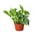 Pothos 'Marble Queen'