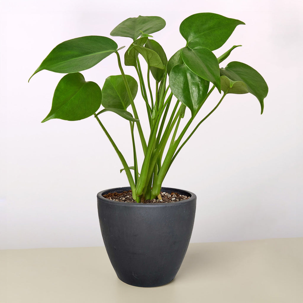 Monstera 'Split-Leaf'