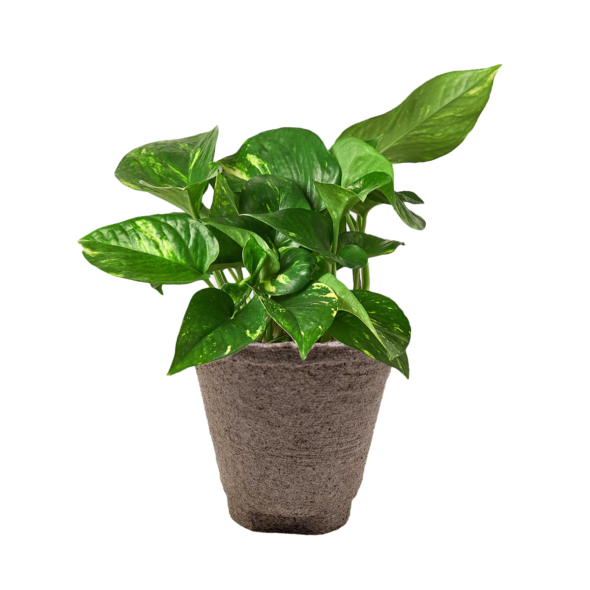 Pothos 'Golden'