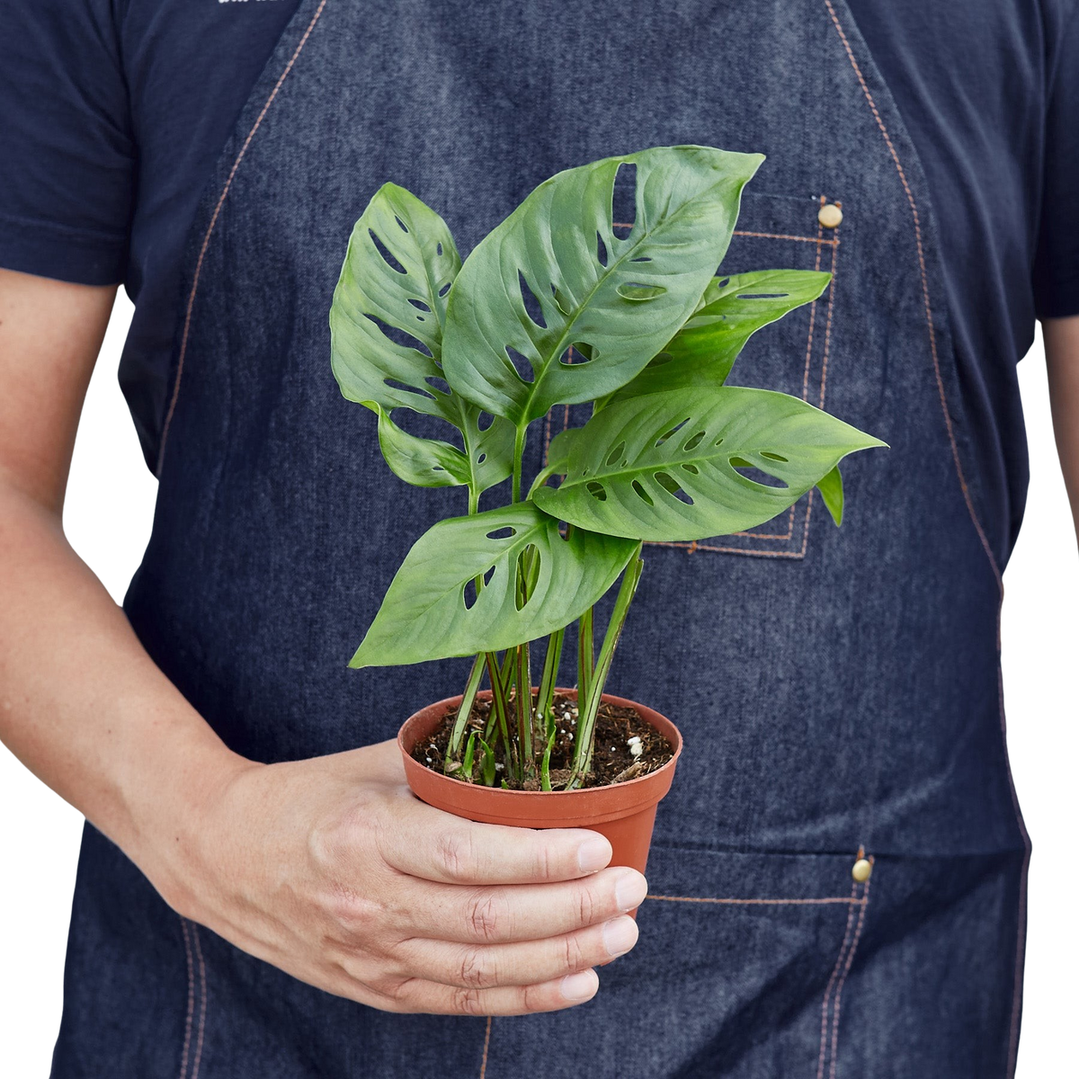 Monstera Adansonii 'Swiss Cheese'