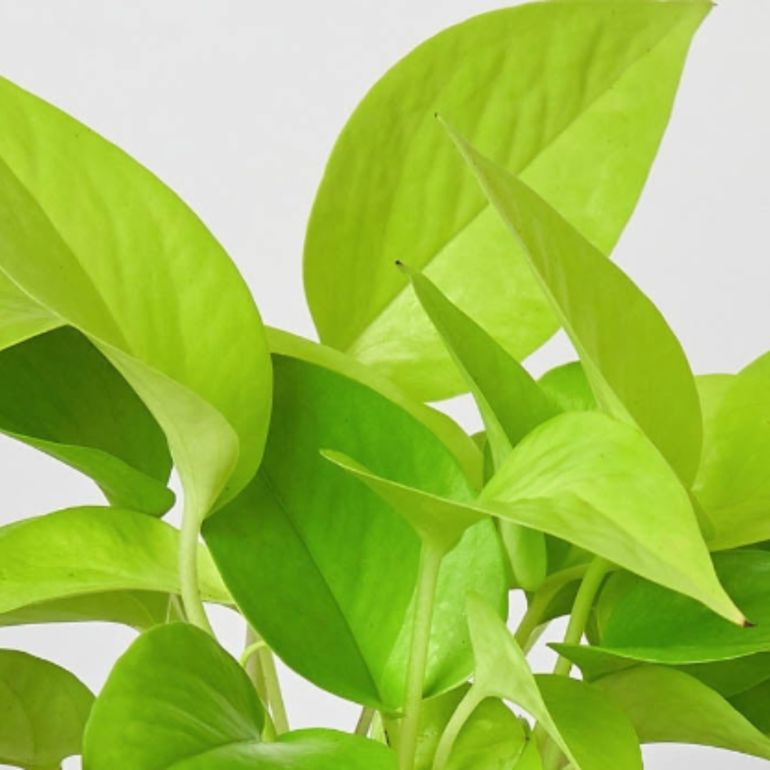 Pothos 'Neon'