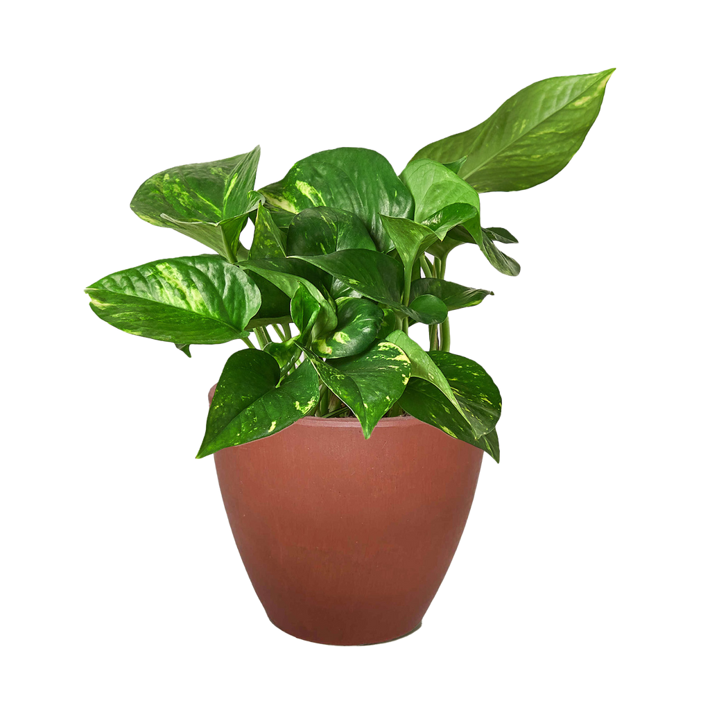 Pothos 'Golden'