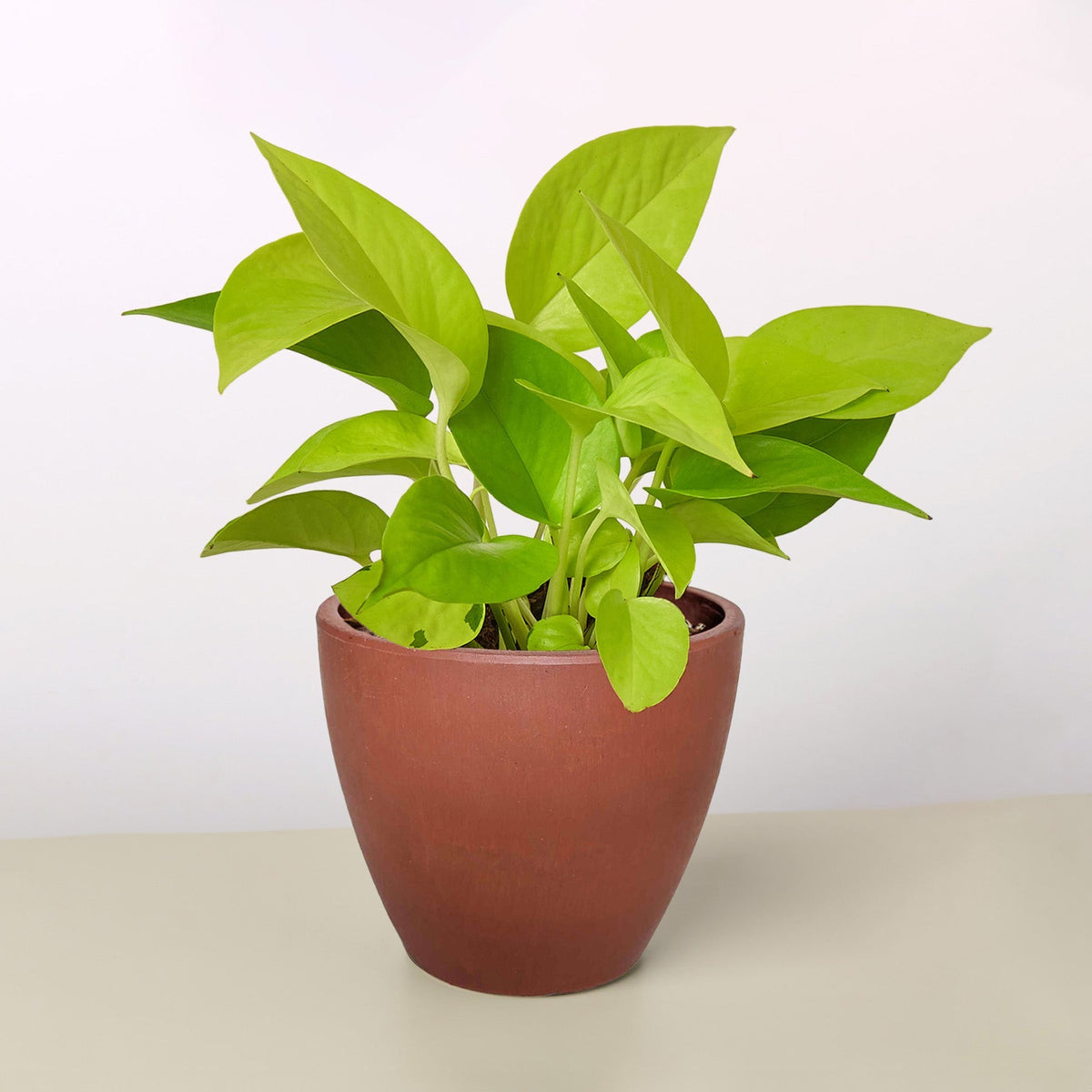 Pothos 'Neon'
